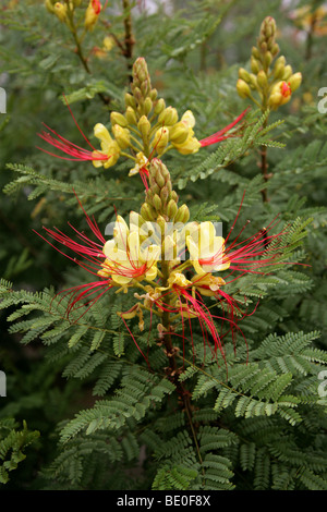 Uccello del Paradiso Bush, Desert uccello del paradiso, giallo uccello del paradiso, o Barba de Chivo, Caesalpinia gilliesii, Fabaceae Foto Stock