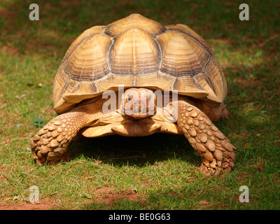 African spronato tartaruga, Geotime chelone sulcata Foto Stock