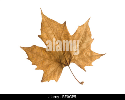 Un singolo autumn leaf isolate su uno sfondo bianco. Foto Stock