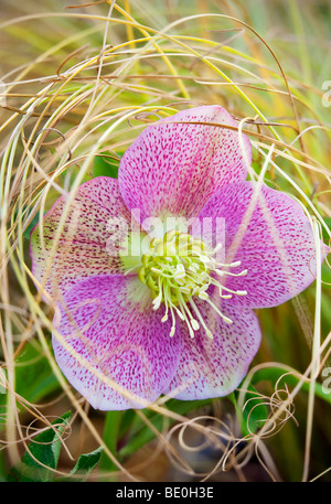 Close up Pink Lady Veratro in fiore cadono erbe. Al's nido. Woodburn, Oregon Foto Stock