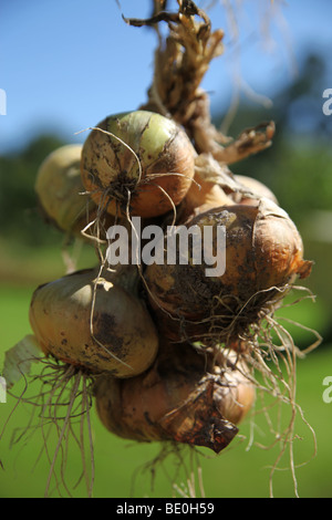 Cipolle fresche, scalogno, essiccazione all'esterno, nel giardino al sole Foto Stock