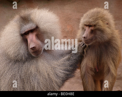 Hamadryas babbuini, papio hamadryas, un maschio e femmina che mostra la differenza di dimensioni tra le due. Foto Stock