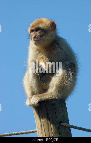 Captive Barbary macaque (Macaca sylvanus) Foto Stock