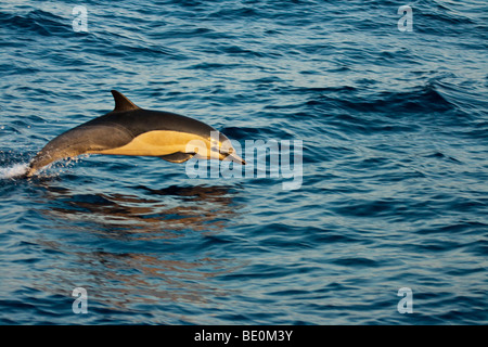 Questo delfino comune, Delphinus delphis, era uno in una scuola di oltre 1000 nel Pacifico, fuori del Messico. Foto Stock