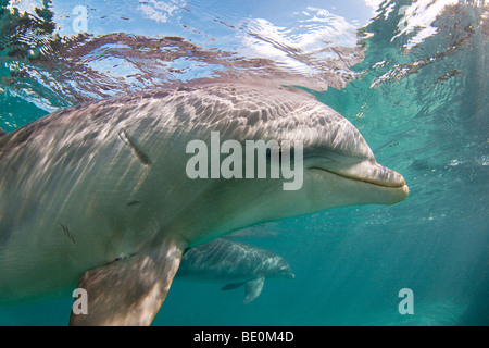 Atlantic Bottlenose Dolphin, Tursiops truncatus, Curacao, Antille olandesi, dei Caraibi. Foto Stock