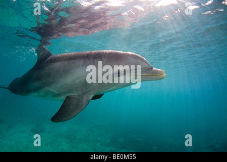 Atlantic Bottlenose Dolphin, Tursiops truncatus, Curacao, Antille olandesi, dei Caraibi. Foto Stock