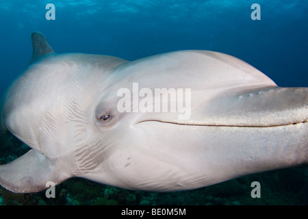 Atlantic Bottlenose Dolphin, Tursiops truncatus, Curacao, Antille olandesi, dei Caraibi. Foto Stock