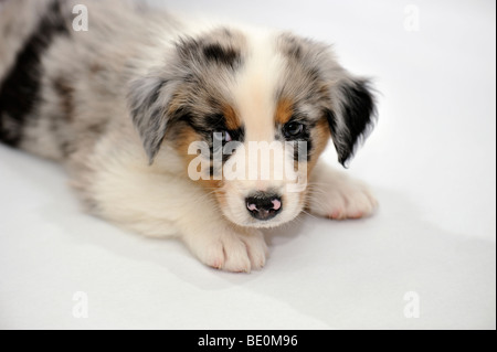 A 7 settimane di età pastore australiano cucciolo, denominato Brinkley Foto Stock