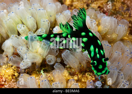 Nudibranch, Nembrotha cristata, mare slug, strisciando attraverso glassy tunicati, Filippine. Foto Stock