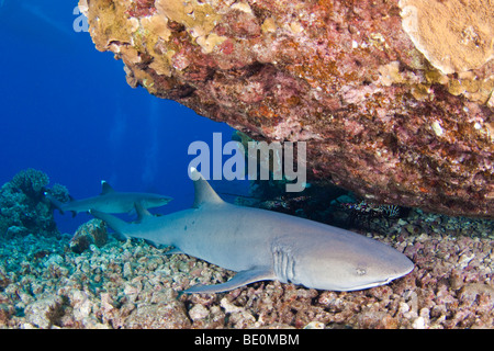 Un whitetip reef shark, Triaenodon obesus, appoggiati sul fondo. Hawaii. Foto Stock