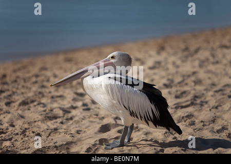 Un singolo pelican su una piccola spiaggia di sabbia. Foto Stock