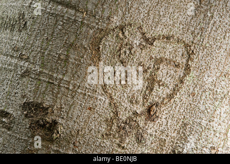 Iniziali con cuore intagliato in un albero, giardini botanici, Durban, Kwazulu Natal, Sud Africa Foto Stock