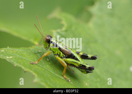 Montagna alpina locust (Miramella alpina) Foto Stock