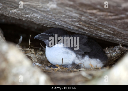 Razorbill; Alca torda; pulcino su nest Foto Stock