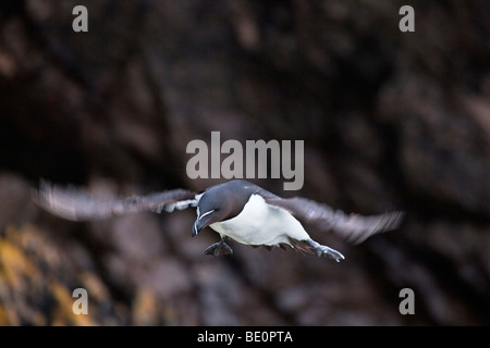 Razorbill; Alca torda; in volo Foto Stock