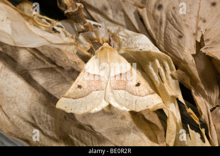 Festone oak moth; Crocallis elinguaria Foto Stock