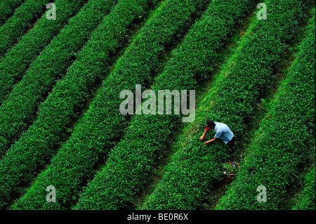 Una collina tribe uomo è raccolta tè del mattino. Doi Mae Salong, Chiangrai Foto Stock