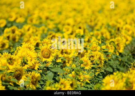 Girasole in Toscana, Italia Foto Stock