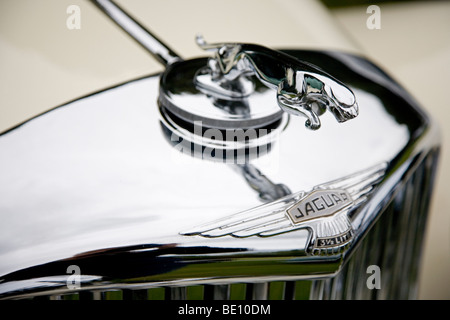 Argento saltando Jaguar emblema di ornamento su una Jaguar auto d'epoca, all'annuale Wilton Park Classic Car Show, Batley, West Yorkshire Foto Stock