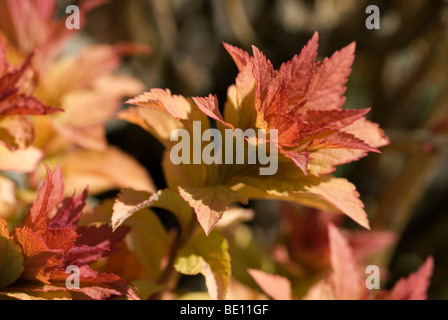 Spirea japonica "d'Oro" di fiamma Foto Stock