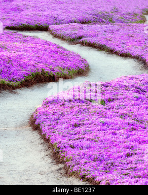 Ghiaccio viola pianta fiorisce e trail. Pacific Grove, California. Foto Stock