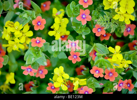 Pink Scarlet pimpernel (Anagalis averensis) e giallo Western Violaciocca (Erysimum capitatum). Big Sur Costa, California Foto Stock