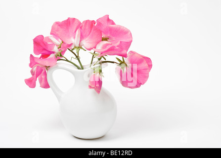 Mazzo di rosa di piselli dolci disposti in Caraffa del Bianco Foto Stock