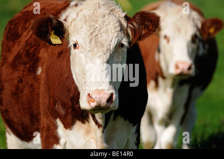 Hereford vacche, vicino. Oxfordshire, Regno Unito. Foto Stock