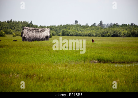 Case sedersi in mezzo ai campi di riso a Ouidah, Benin. Foto Stock