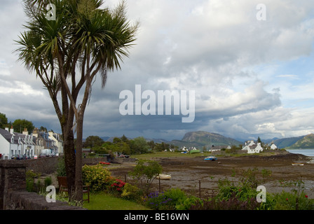 Palm tree su Plockton Harbour shore con storm brewing sopra Loch Carron a bassa marea Foto Stock