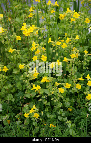 Fiore di scimmia, Mimulus guttatus, Phrymaceae o Scrophulariaceae, Regno Unito, Europa, America del Nord Australia. Foto Stock