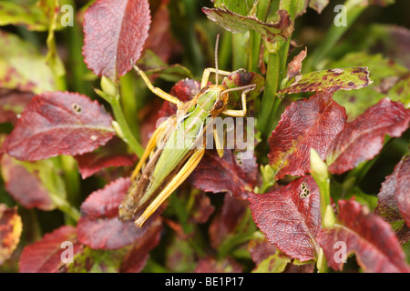 Stenobothrus lineatus, la striscia-winged grasshopper, sul mirtillo foglie. Questa è stata scattata nel Parco Nazionale della Foresta Bavarese. Foto Stock