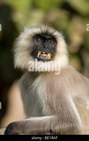 Grigio o comune Hanuman Langur Semnopitheaus entellus seduta che mostra denti Bandhavgarh Parco Nazionale volto ritratto Foto Stock