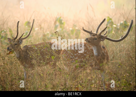 Avvistato cervi o Chital cervi asse asse Bandhavgarh Parco Nazionale coppia maschio alimentando in erba lunga due 2 Foto Stock