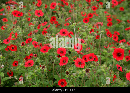 Il Nepal Cinquefoil, Potentilla nepalensis, Potentilla 'Gibson Scarlet', rosacee. Una varietà coltivata dall'Himalaya, Asia Foto Stock