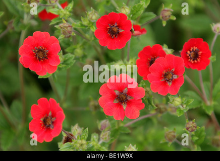 Il Nepal Cinquefoil, Potentilla nepalensis, Potentilla 'Gibson Scarlet', rosacee. Una varietà coltivata dall'Himalaya, Asia Foto Stock