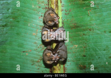 Tenda-rendendo i pipistrelli, (Uroderma bilobatum), nelle ore diurne, sotto la foglia di banano, Parco Nazionale del Manu, Perù. Foto Stock