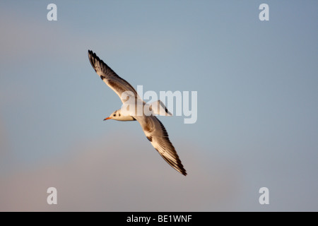 I capretti a testa nera gabbiano, Larus ridibundus, in volo, nel piumaggio invernale Foto Stock