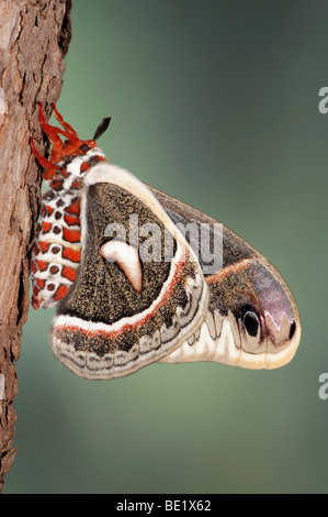 Robin Moth Hyalophora peltata USA America la più grande silkmoth Saturniidae lato inferiore delle ali Foto Stock