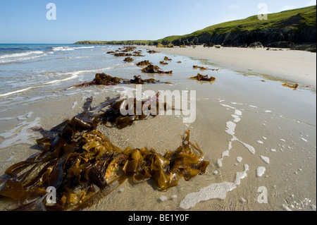 Vasta distesa di spiaggia vuota contemplati nelle alghe marine sulla Penrhyn Llyn peninsula, Galles Foto Stock