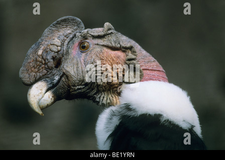 Condor andino, (Vultur gryphus), captive, ritratto, montagne delle Ande, Ecuador. Foto Stock
