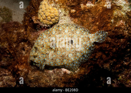 Peacock passera pianuzza (bothus lunatus) Foto Stock