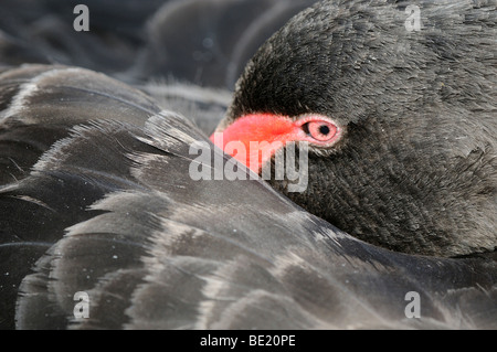 Black Swan (Cygnus atratus) appoggiato con la testa sul retro, Slimbridge, UK. Foto Stock