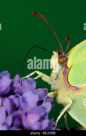 Brimstone Butterfly (Gonepteryx rhamni) close-up, alimentazione su buddleia fiori, Oxfordshire, Regno Unito. Foto Stock