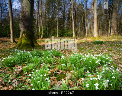 Inghilterra, Northumberland, Wallington. Snowdrops fioritura nel bosco vicino a Wallington Hall & Gardens. Foto Stock