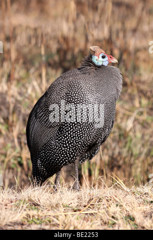 Helmeted Faraone (Numida meleagris) nelle montagne Drakensberg, un sito Patrimonio Mondiale dell'UNESCO, Sud Africa Foto Stock