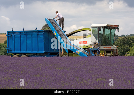 Raccolta di lavanda Snowshill GLOUCESTERSHIRE REGNO UNITO Foto Stock