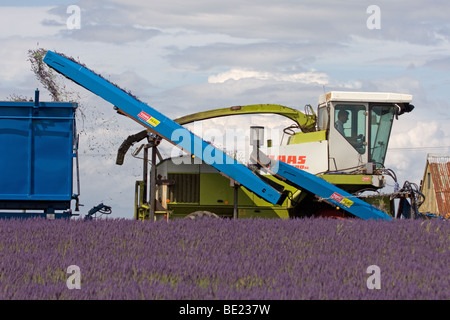 Raccolta di lavanda Snowshill GLOUCESTERSHIRE REGNO UNITO Foto Stock
