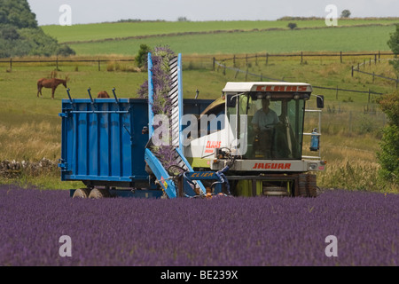 Raccolta di lavanda Snowshill GLOUCESTERSHIRE REGNO UNITO Foto Stock