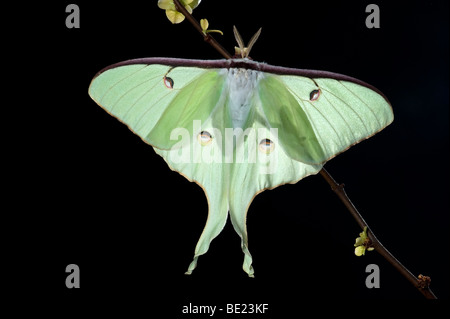 American Luna Moth Actias luna usa la retroilluminazione sul ramo arbusto Foto Stock